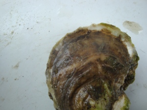 oyster growth 
