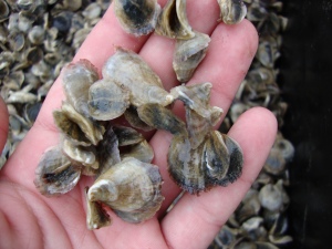 half-inch oysters