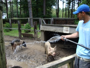 Will giving the pigs a bath